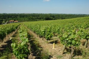 Coup de cœur dans le Muscadet